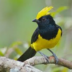 Suara Burung Gelatik  Sultan-Song-2