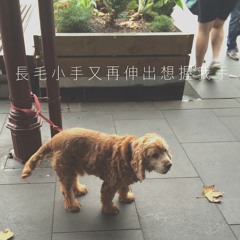 傷心尋回犬