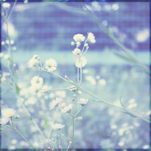 Summer Weeds