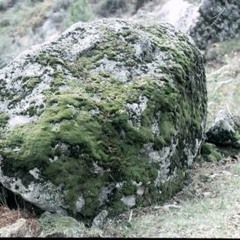 Saxicolous - Blue Buttonz