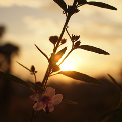 รักแท้หรือคนแก้เหงา - นาวินต้า cover OM