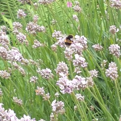 Avril 14th (Aphex Twin Cover)