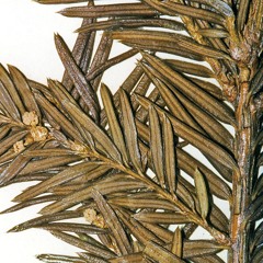 Sonorizzazione Ambientale KAM HASSAH | DONATO EPIRO | HOLY HOLE