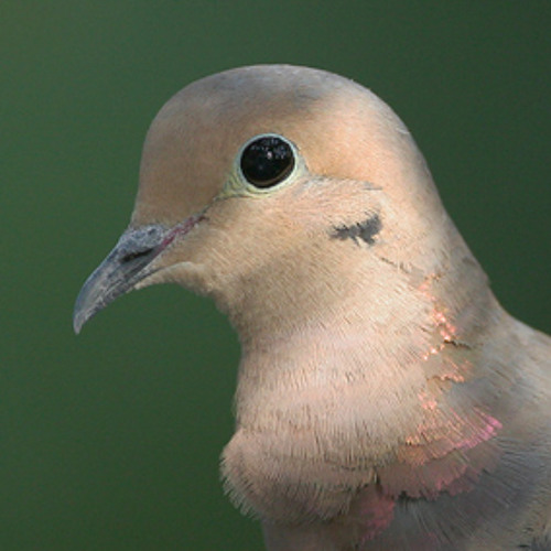Birdnote Moment Message Of The Mourning Dove By Birdnote On - 