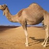 Rajasthan declares Camel as state animal