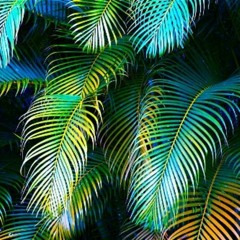 Cosmovitali .「QUETZALCOATL」ＬｉｖｅＴｒｏｐｉｃａｌＭｉｘ