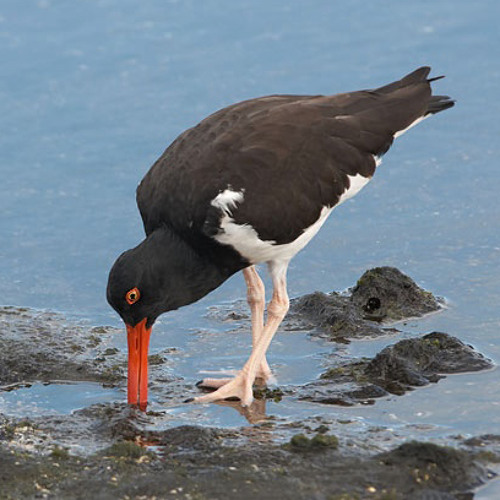 Stream Eurasian Oystercatcher Haemantopus ostralegus by Wildlife Sound