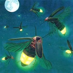 Fire Fly