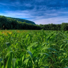 Fields of Green