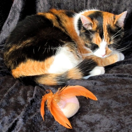 Fatty Juicer - C.T.U