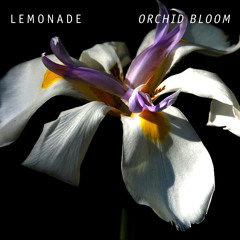 Lemonade - Orchid Bloom