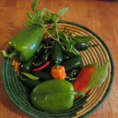 Spring Peppers (Lonesome D-String band with a side of squirrel.)