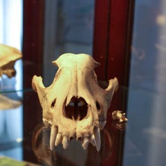 Mad Scientists of Music - Episode 6 - Postcards from the Edge