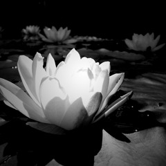 REDLAB - Nymphea  • ɐǝɥdɯʎu •