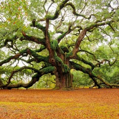 Trip to the Meat Shop