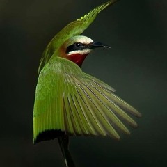 Kolibri Icaro