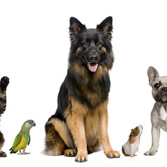 Pets (duhon Bootleg)