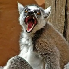 LuneCell - Unimpressed Lemur (extract)