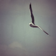 Seagull