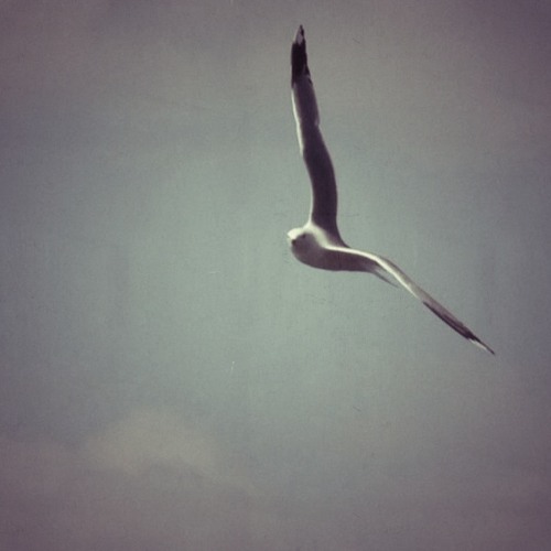 Seagull