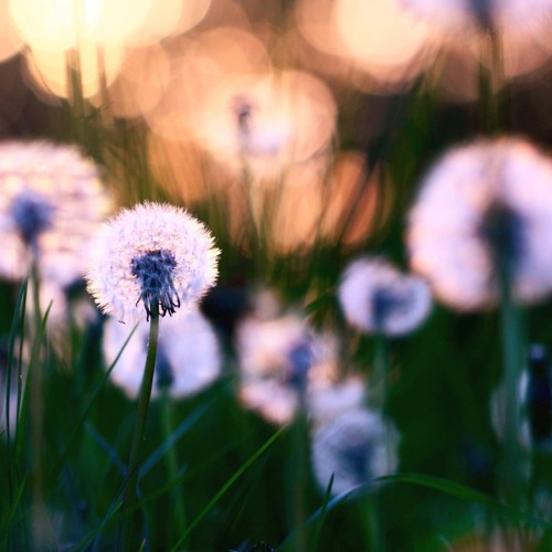 Dandelions