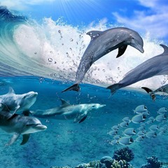 Triton - Sky Dolphins