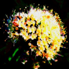 Valeriana