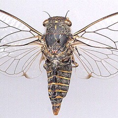 Cicada: Granite Squeaker (Atrapsalta collina) calling song