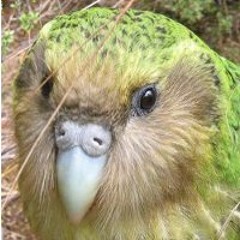 Kakapo