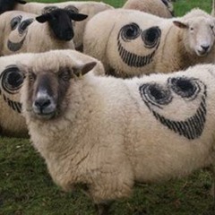 Chasing Sheep Is Best Left For Nyman
