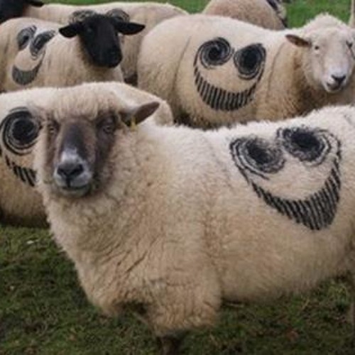 Chasing Sheep Is Best Left For Nyman