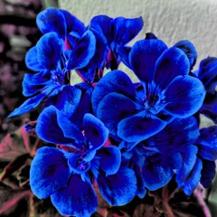 Dr. Octogon - Blue FLowers - Pervee Remix