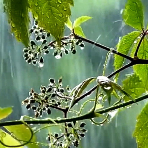RAIN