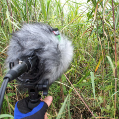 Wind and Birds in Lower Yasugawa Reeds