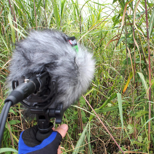 Wind and Birds in Lower Yasugawa Reeds
