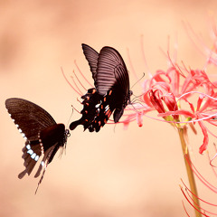 《Butterfly Lovers 梁山伯与祝英台》(LIVE 现场录音)