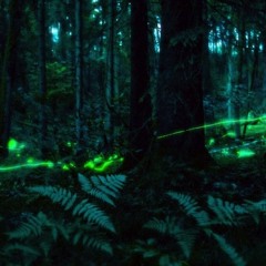 Midsummer Dream FT Terran Taylor