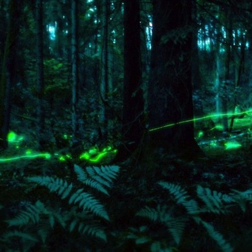 Midsummer Dream FT Terran Taylor