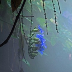 ခ်စ္(ပန္း)လက္ေဆာင္-ဘိုျဖဴ