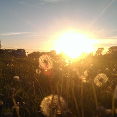 Mika Flanger - Sommer Nachts Baum