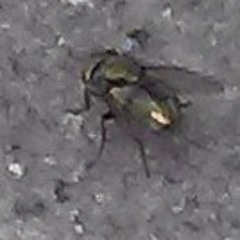 LiL Ni* *a at Montsleezy. Ca