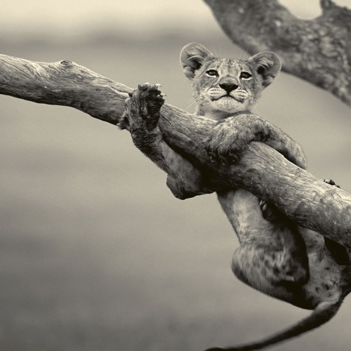 Stream Veysigz Beats Lionheart Sad Emotional Epic Rap Beat Hip Hop Instrumental 14 By The Beatzmap Trap Beats Rap Instrumentals Listen Online For Free On Soundcloud Stream Veysigz Beats Lionheart Sad Emotional Epic Rap Beat Hip Hop Instrumental 14 By The Beatzmap Trap Beats Rap Instrumentals Listen Online For Free On Soundcloud