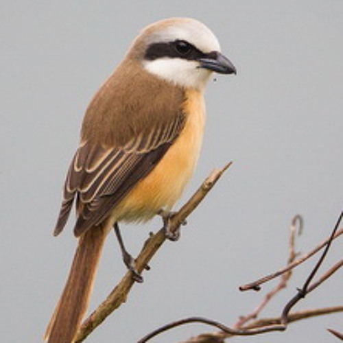 Suara Burung Cendet Speed 2 By Leytasari Rahmat Suara Burung Cendet Speed 2 By Leytasari Rahmat