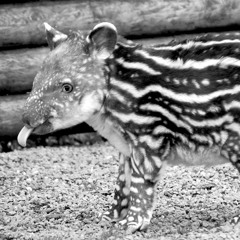 ANOUKA - earworms of the tapir child