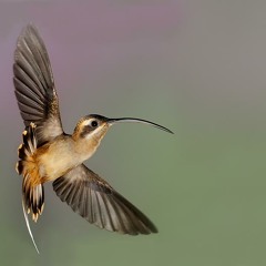 Listen Closely: There's A Song Hidden In This Hummingbird's Chirp