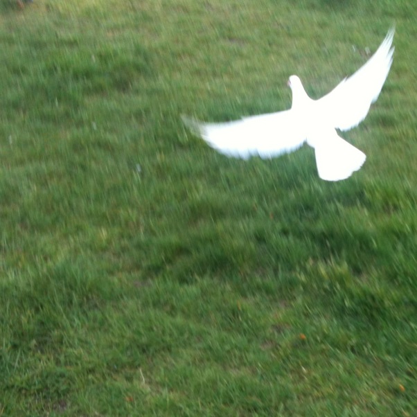 SativaHigh Everything Is Nothing Without You -Acoustic Guitar By Andy McKee