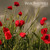Artwork for War Farewell