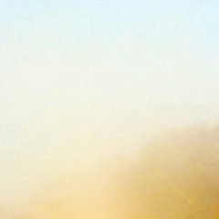 Golden Particles In Morning Light