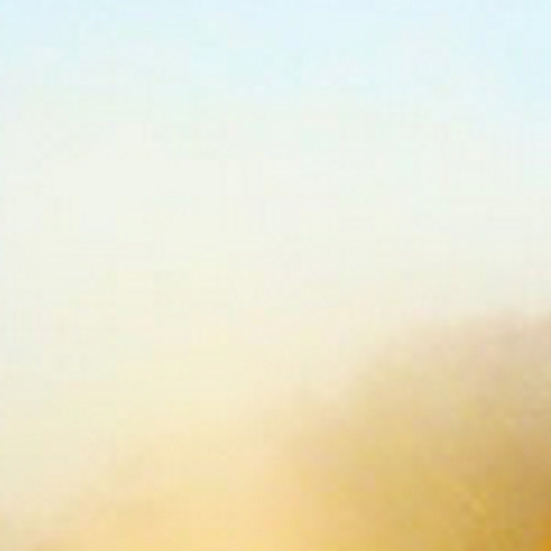 Golden Particles In Morning Light