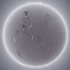 Jellies Gone To Heaven